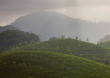 tea plantation