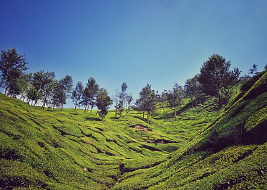 tea plantation