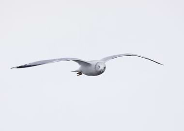 Ring billed gull in flight