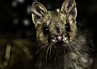 quoll