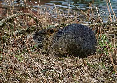 A View Full of Natures