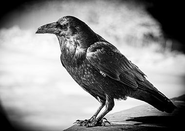Raven of the canyon
