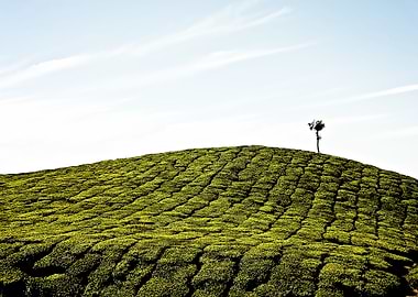 tea plantation