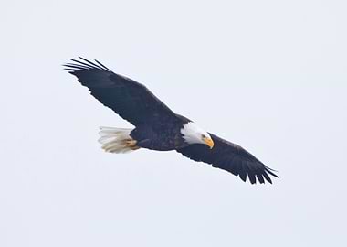 Bald eagle soaring