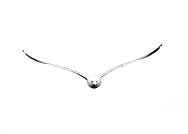 Seagull in black and white