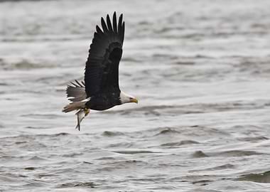 Bald eagle with fish