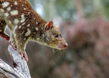quoll