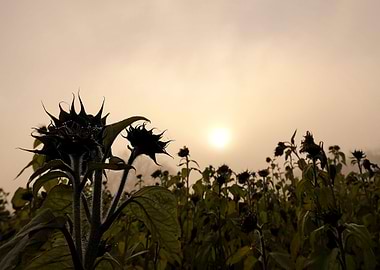 Misty field of sunflowers