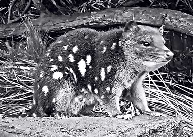 quoll