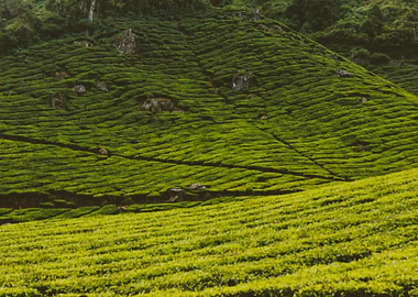 tea plantation