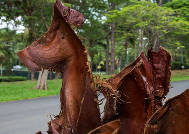 Horse Bark Composition