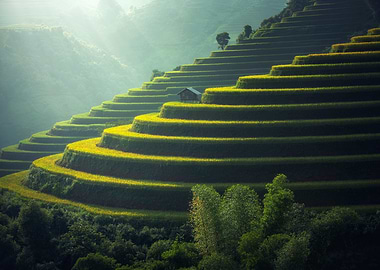 Traditional Rice Terraces