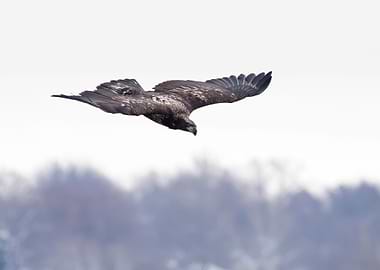 Eagle diving