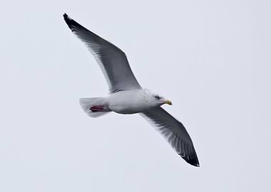 Seagull with spread wings