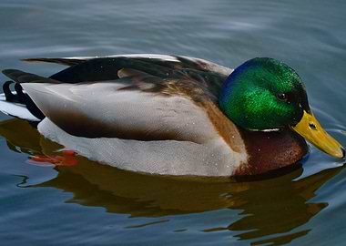 Handsome Male Mallard
