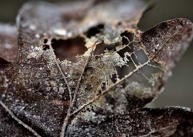 A frozen broken leaf