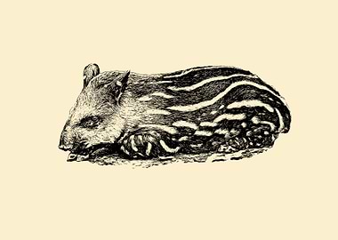 Baby tapir