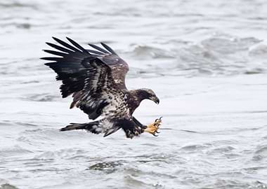 Eagle attacking fish