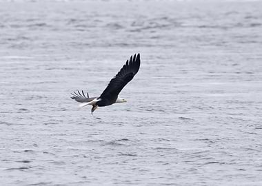 Bald eagle with fish