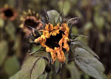Last breath of a sunflower