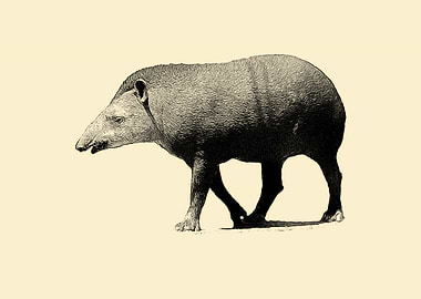 Tapir