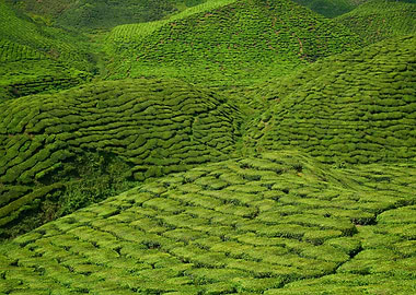 tea plantation