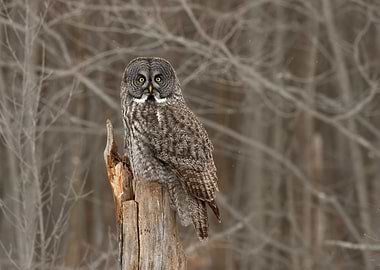 Gorgeous great gray owl
