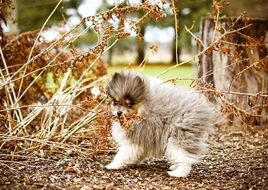 DOGS PLAYING BRANCHES