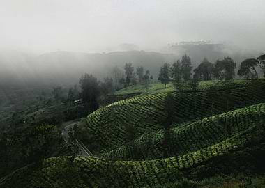 tea plantation