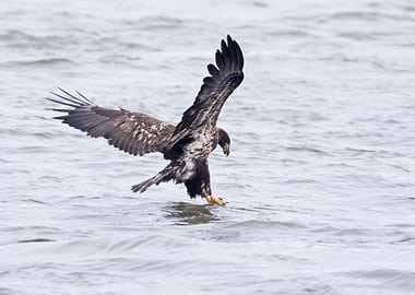 Bald eagle catching fish