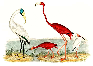 Ibis And Scarlet Flamingo