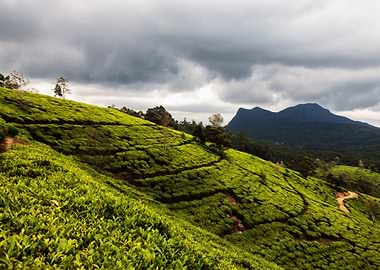 tea plantation
