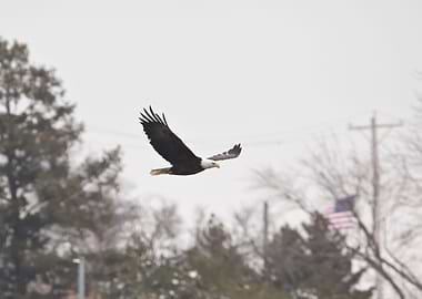 Bald eagle in flight