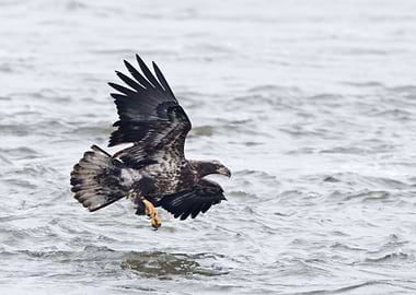 Eagle swoops over water