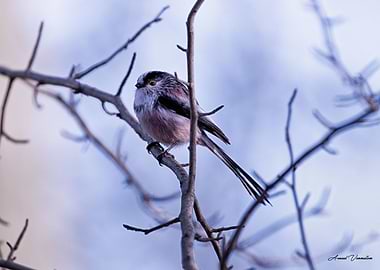 Mesange a longue queue