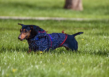 DACHSHUND