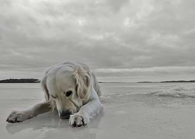 Dog on frozen lake