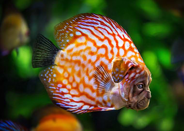 Animals Pug Discus Fish
