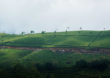 tea plantation