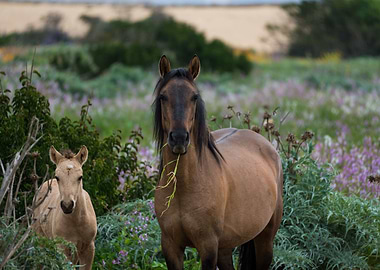 Horse and Foal Poster