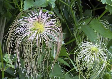 golden clematis