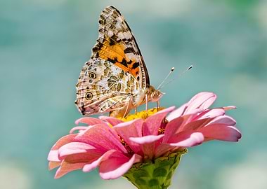 Butterfly Poster on a Lily