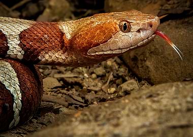 Trans Pecos Copperhead