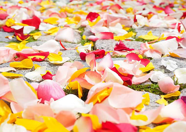 rose petals