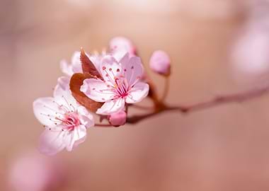 Japanese cherry blossoms