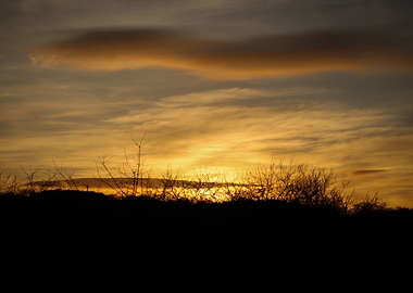Sunset over hedge row