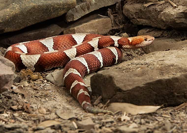 Wary Copperhead