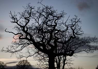 Tree Silhouette Sunset