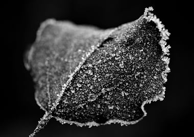 Frosty leaf