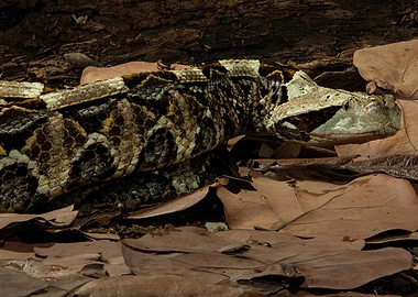 Portrait Gabon Viper